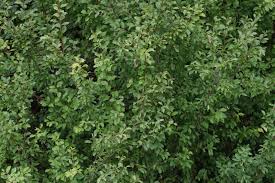 Attēlu rezultāti vaicājumam “Prunus spinosa”