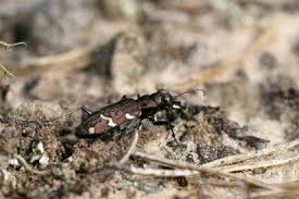 Attēlu rezultāti vaicājumam “Cicindela sylvatica”