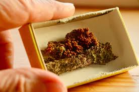 Attēlu rezultāti vaicājumam “Arcyria affinis capillitium”