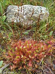 Attēlu rezultāti vaicājumam “Drosera x obovata leaf”