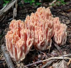 Attēlu rezultāti vaicājumam “Ramaria formosa”