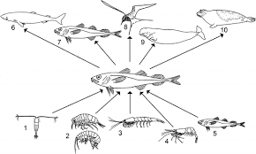 Image result for Boreogadus saida