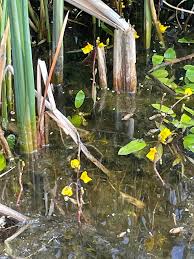 Attēlu rezultāti vaicājumam “Utricularia vulgaris leaf”
