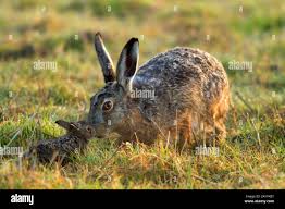 Attēlu rezultāti vaicājumam “Lepus europaeus”