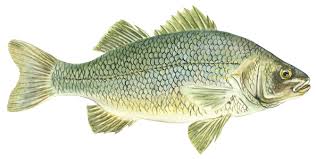 Image result for Morone americana