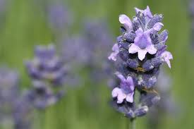 Image result for Lavendel