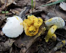 Attēlu rezultāti vaicājumam “Hypomyces chrysospermus”