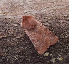 Attēlu rezultāti vaicājumam “Cerastis rubricosa”