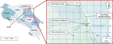 Attēlu rezultāti vaicājumam “Badhamia flavoglauca sessile”