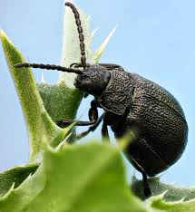 Attēlu rezultāti vaicājumam “Galeruca tanaceti”