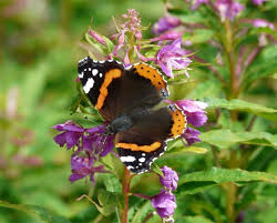 Attēlu rezultāti vaicājumam “Vanessa atalanta”
