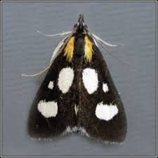 Attēlu rezultāti vaicājumam “Anania funebris”