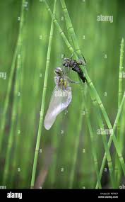 Attēlu rezultāti vaicājumam “Libellula quadrimaculata larva”
