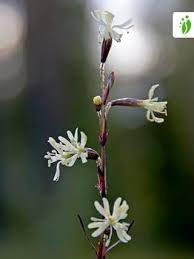 Attēlu rezultāti vaicājumam “Silene tatarica”