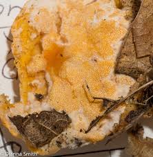 Attēlu rezultāti vaicājumam “Hypocrea rufa”