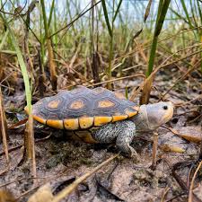 Image result for Malaclemys terrapin