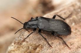 Attēlu rezultāti vaicājumam “Melandrya dubia”