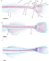 Attēlu rezultāti vaicājumam “Belone belone”