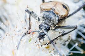 Attēlu rezultāti vaicājumam “Pachyta quadrimaculata”