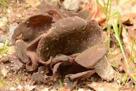 Attēlu rezultāti vaicājumam “Peziza badia”