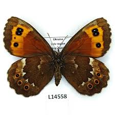 Attēlu rezultāti vaicājumam “Erebia ligea”