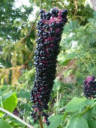 Attēlu rezultāti vaicājumam “Phytolacca acinosa flower”