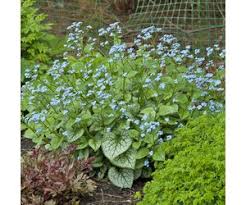 Image result for Brunnera `Jack Frost`