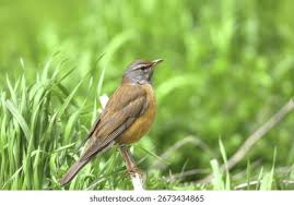 Image result for Turdus obscurus