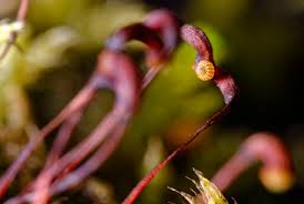 Attēlu rezultāti vaicājumam “Brachythecium rutabulum”