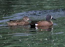 Image result for Anas discors