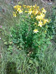 Image result for Johanniskraut