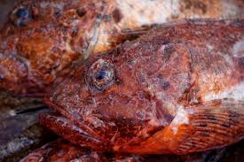 Image result for Scorpaena scrofa