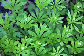 Attēlu rezultāti vaicājumam “Galium elongatum leaf”