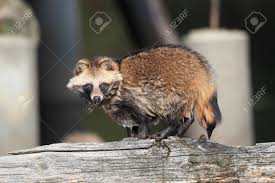 Attēlu rezultāti vaicājumam “Nyctereutes procyonoides”