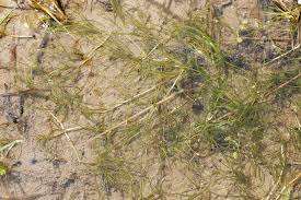 Attēlu rezultāti vaicājumam “Stuckenia filiformis bud”