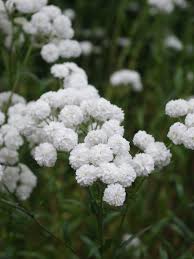Image result for Achillea Ptarmica