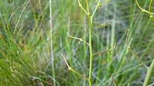 Attēlu rezultāti vaicājumam “Cardaminopsis arenosa leaf”