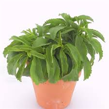Image result for Stevia rebaudiana