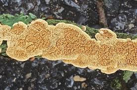 Attēlu rezultāti vaicājumam “Steccherinum ochraceum”