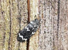 Attēlu rezultāti vaicājumam “Megatoma undata”