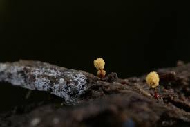 Attēlu rezultāti vaicājumam “Hemitrichia calyculata stalked”