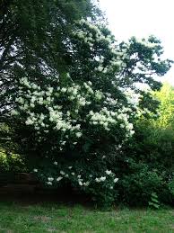 Attēlu rezultāti vaicājumam “Syringa reticulata subsp. amurensis leaf”