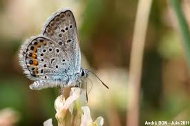 Attēlu rezultāti vaicājumam “Plebejus argus male”
