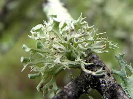 Attēlu rezultāti vaicājumam “Ramalina fastigiata”