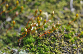 Attēlu rezultāti vaicājumam “Pseudocalliergon turgescens”