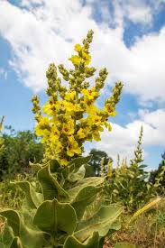 Image result for Verbascum densiflorum
