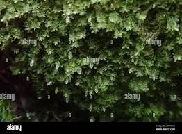 Attēlu rezultāti vaicājumam “Diplophyllum albicans”