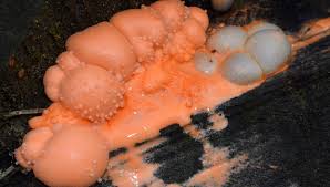 Attēlu rezultāti vaicājumam “Cribraria rubiginosa spores”