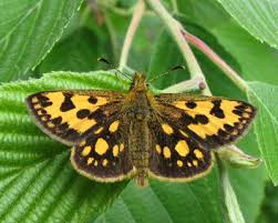 Attēlu rezultāti vaicājumam “Carterocephalus silvicolus”