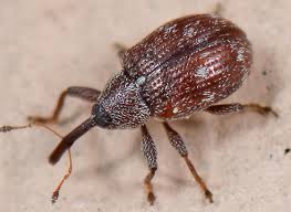 Attēlu rezultāti vaicājumam “Anthonomus phyllocola”